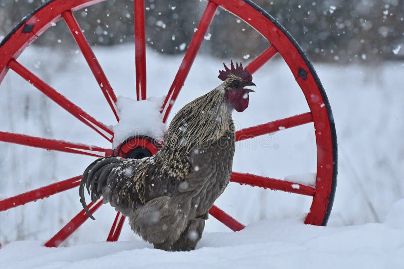 Blue combed crowing rooster of old resistant breed Hedemora from Sweden, on snow in wintery landscape . Which here is free-range in, standing by an old wooden wagon wheel while the snow falls. Blue combed crowing rooster of old resistant breed Hedemora from Sweden, on snow in wintery landscape . Which here is free-range in, standing by an old wooden wagon wheel while the snow falls